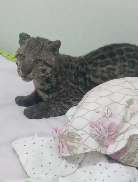 jagua