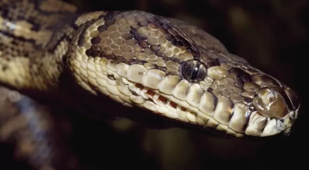 cobra