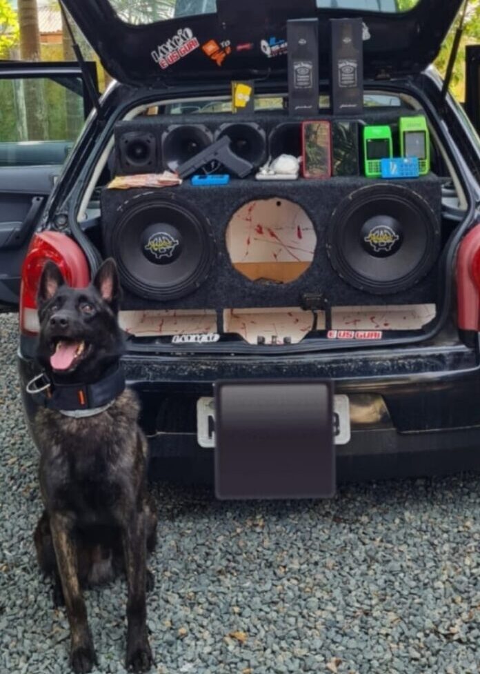 cão farejador