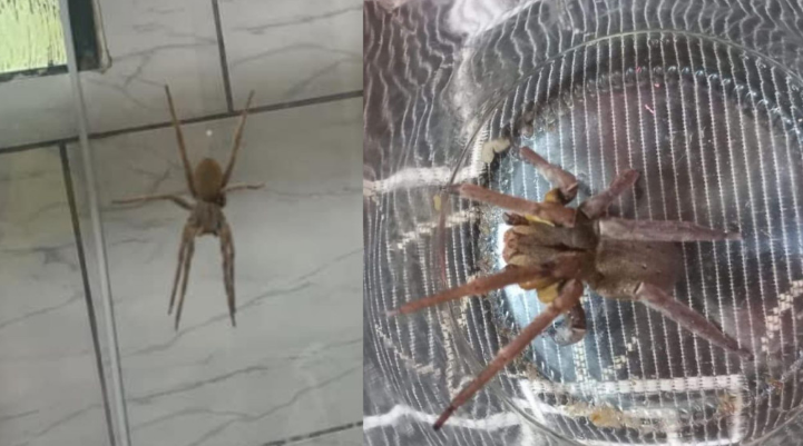 aranha