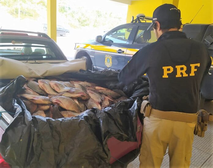 carga peixe