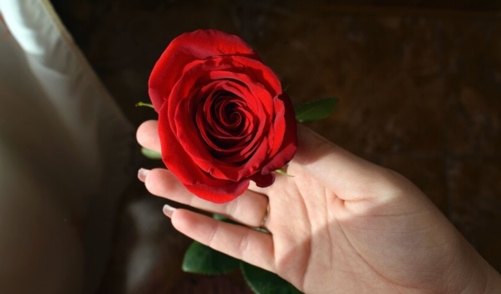 rosa1