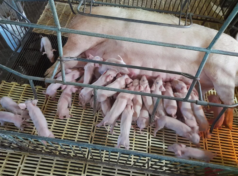 porca