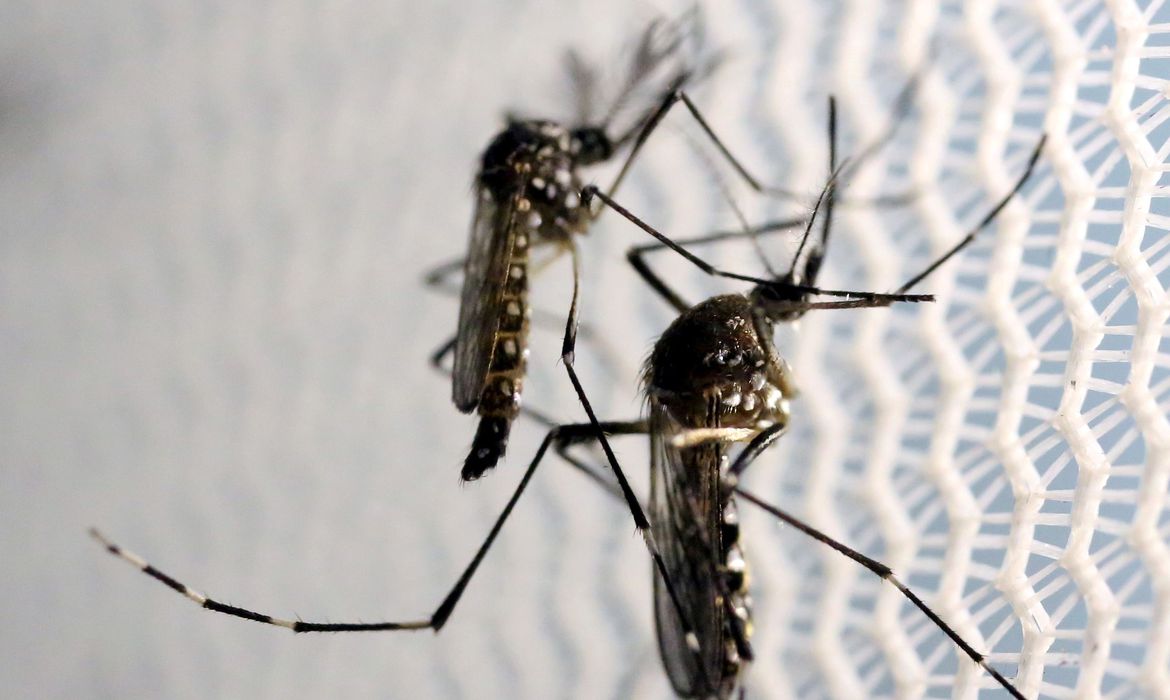 dengue.jpg