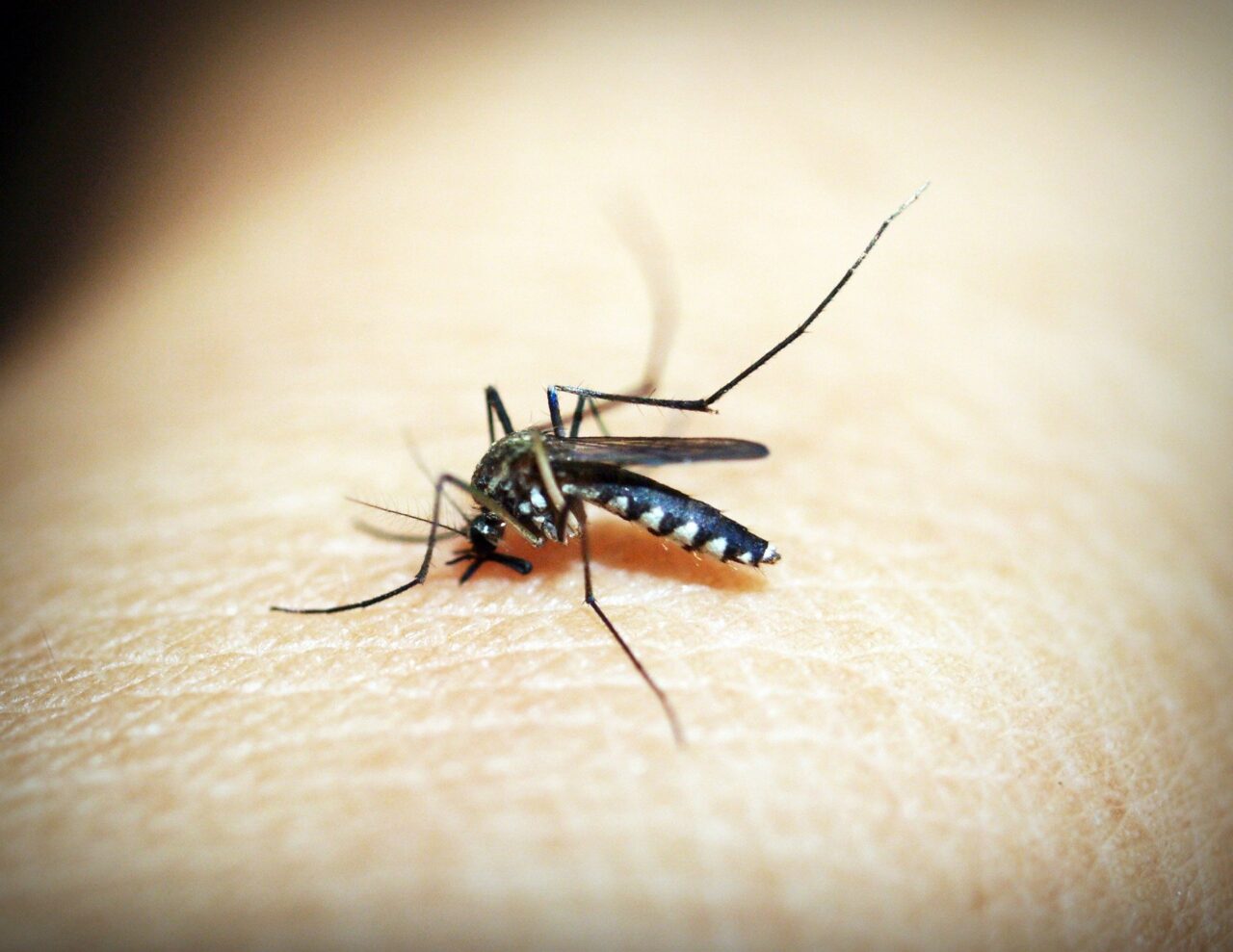 dengue18