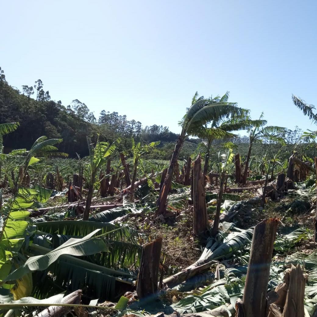 bananeira