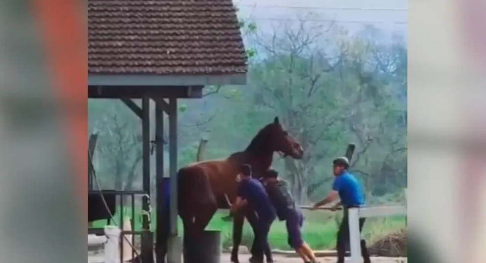 cavalo