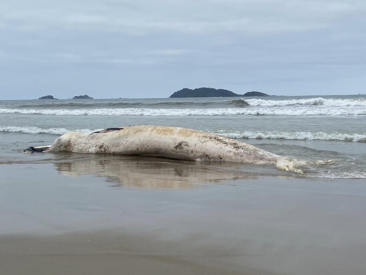 baleia-aparece-morta-em-sao-francisco-do-sul6