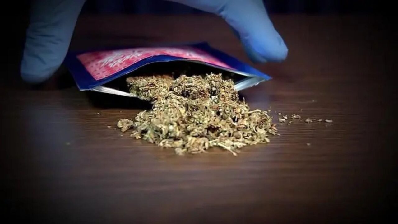 k9-e-projetada-para-se-parecer-com-a-maconha-174336