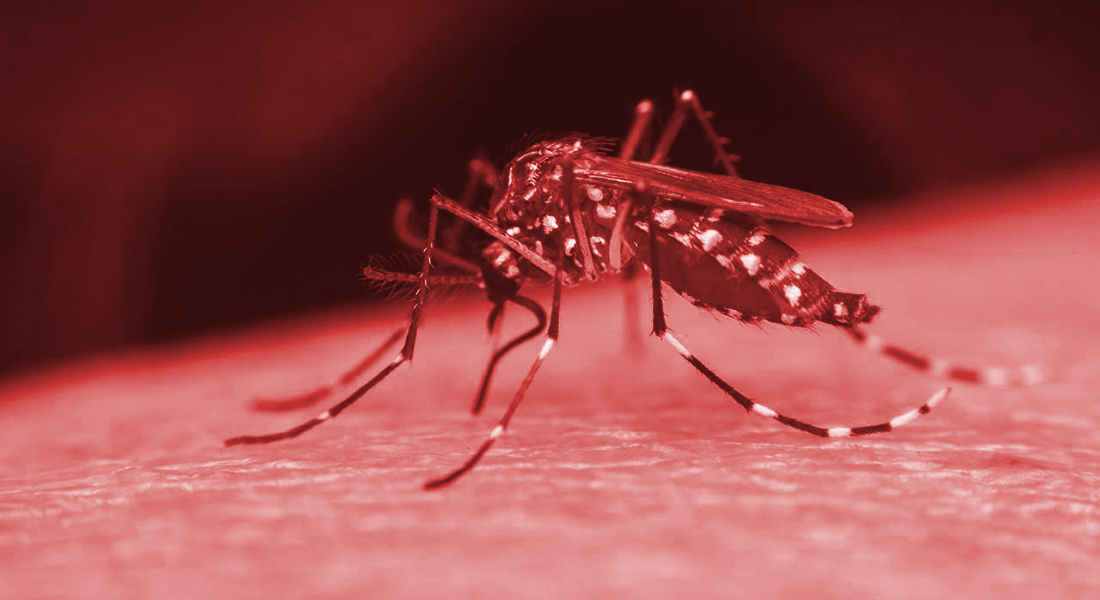dengue