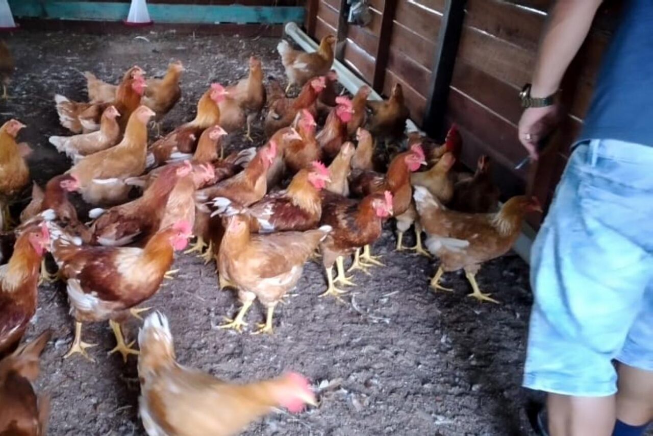 frango1