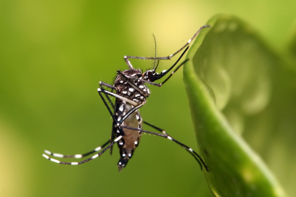 Aedes_aegypti-1024x682