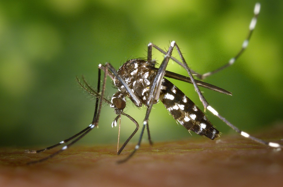 aedes-aegypti