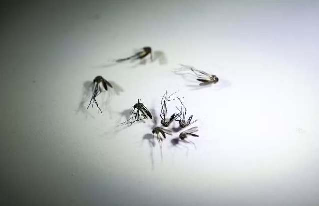mortes-dengue.png