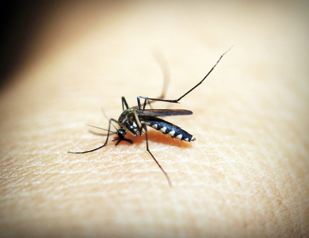 dengue--1024x791