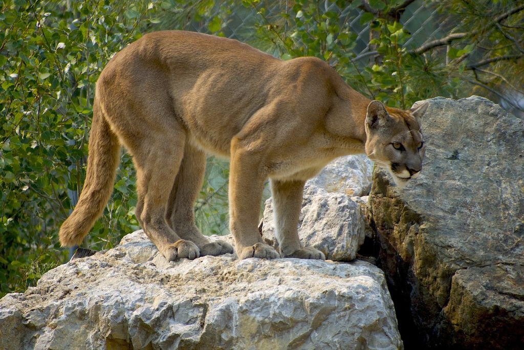 puma