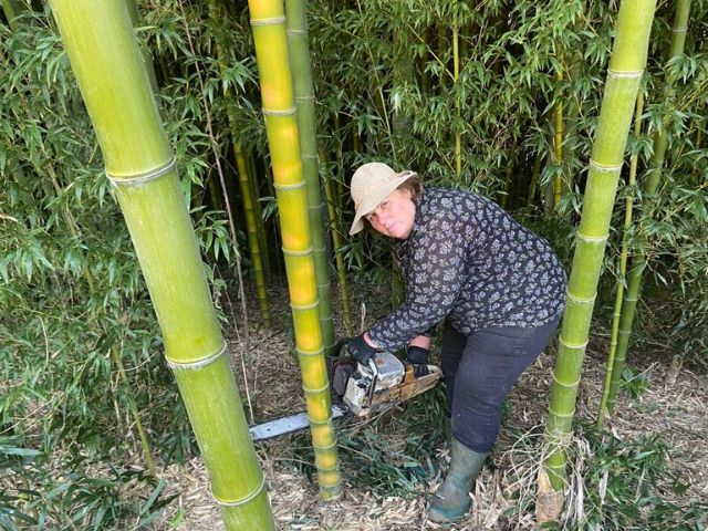 bambu-2