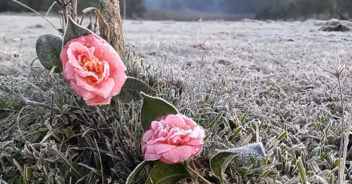 flor