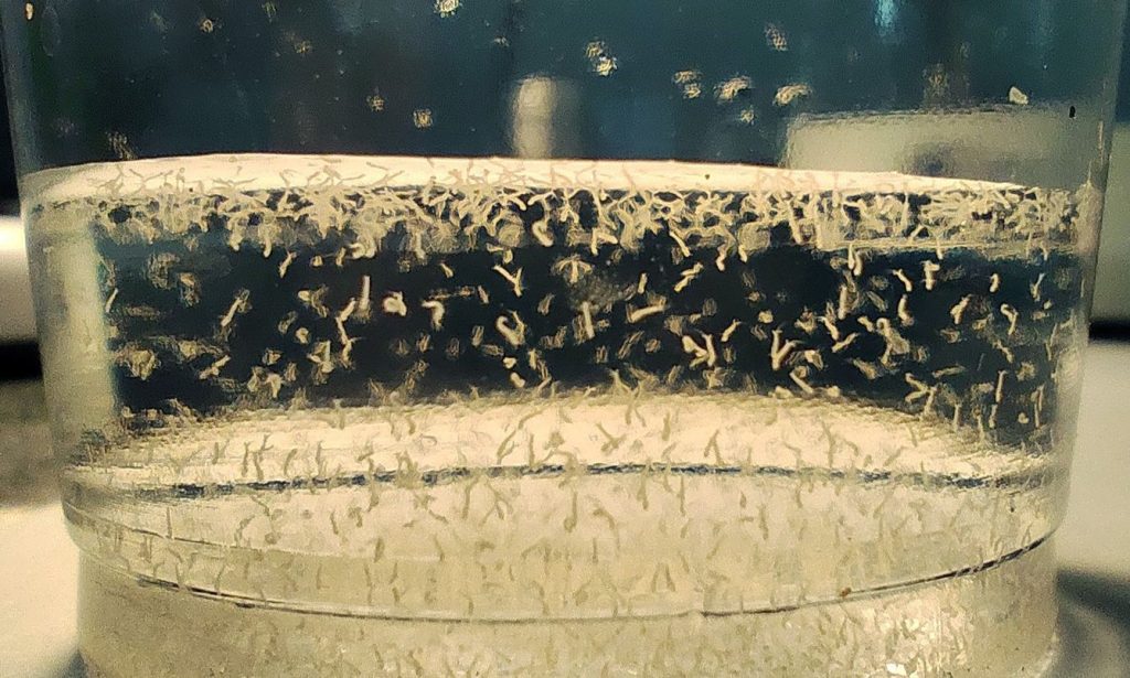 mosquito