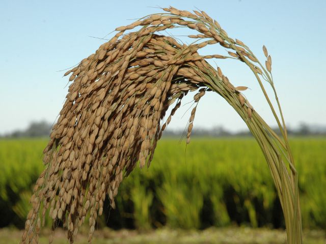 safra-de-arroz-sul-sc_1.jpg