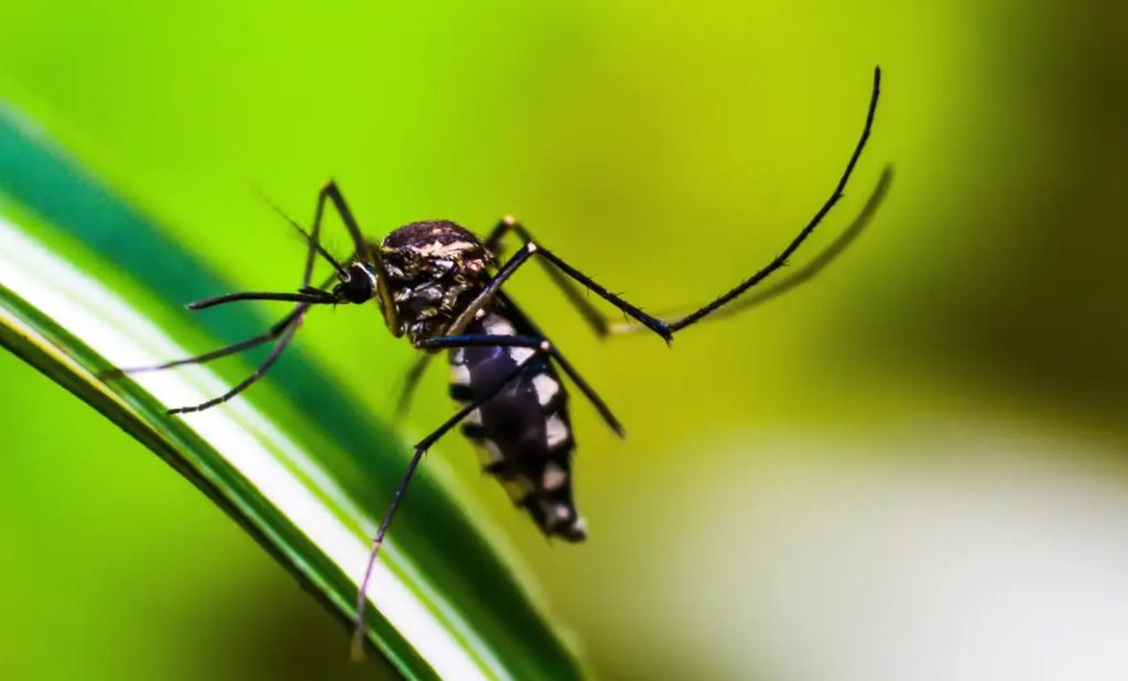 aedes-aegypti-dengue-1024x618