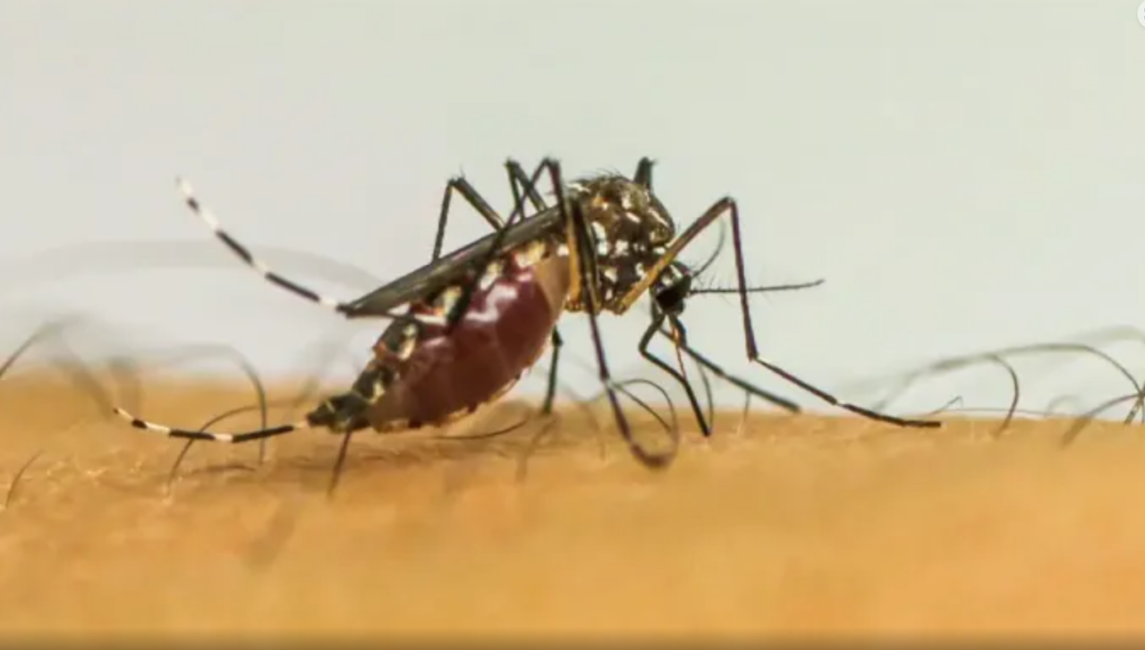 dengue mosquito