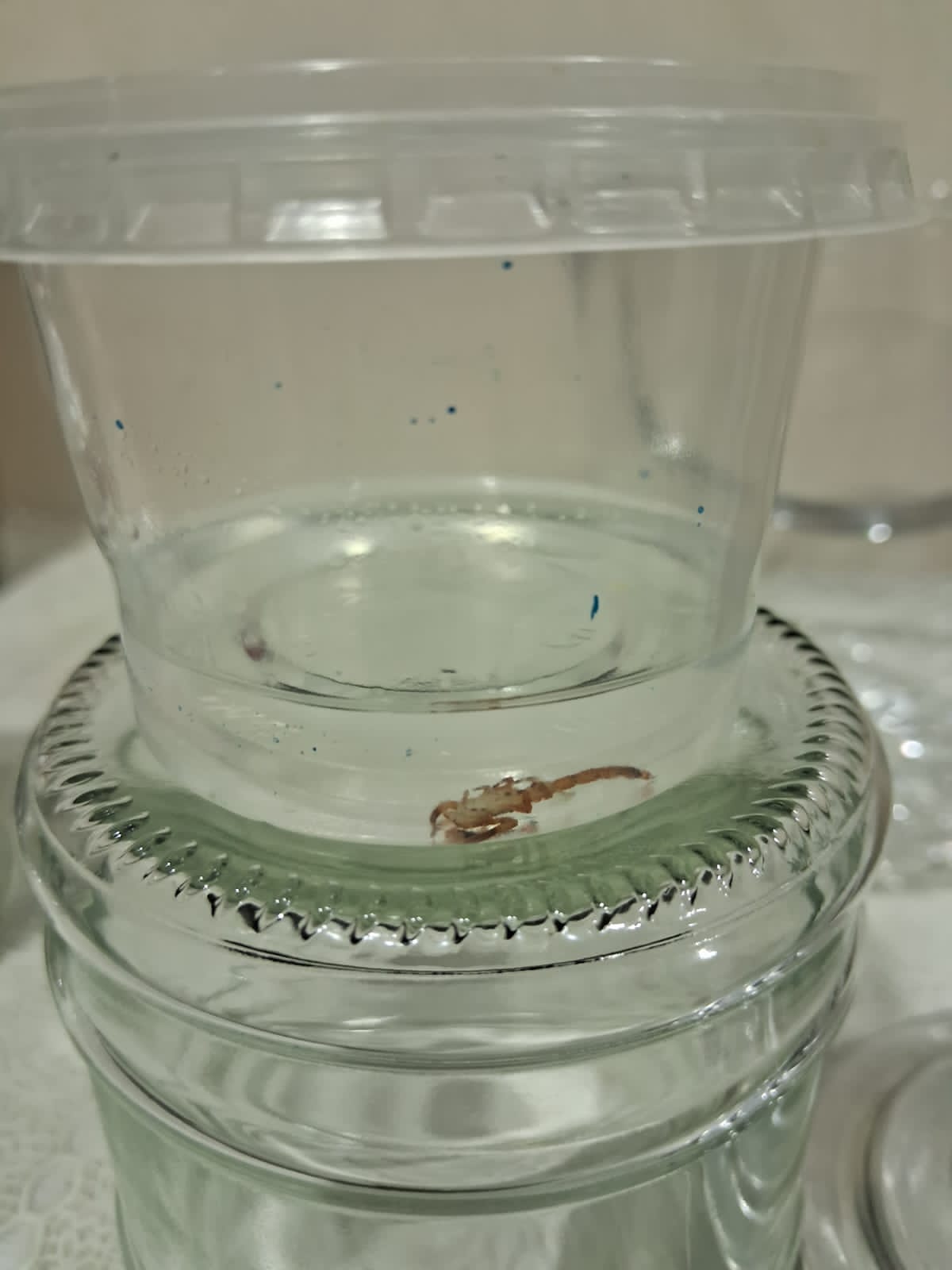 escorpia