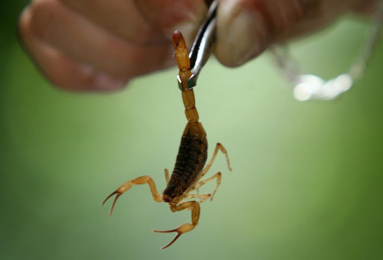 escorpião