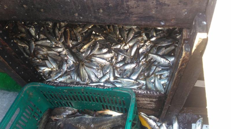 sardinhas