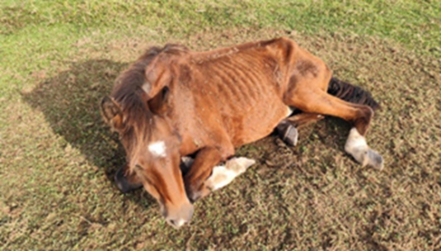 Cavalo_Joinville