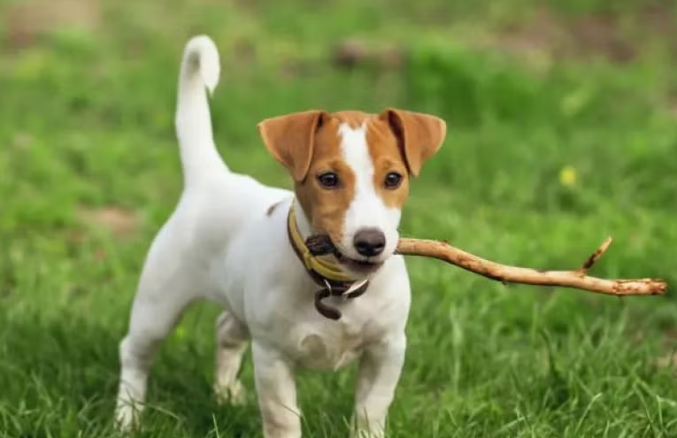 cachorinho.png