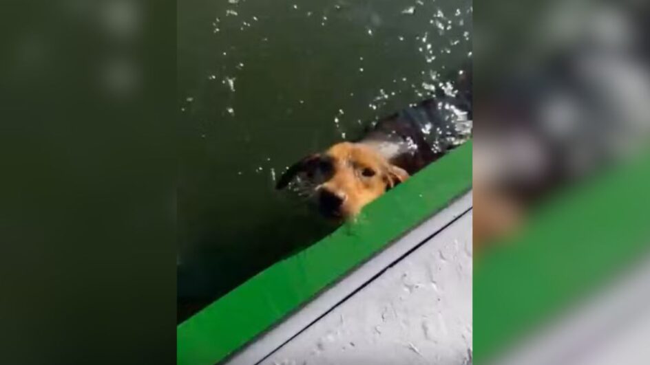 cachorra