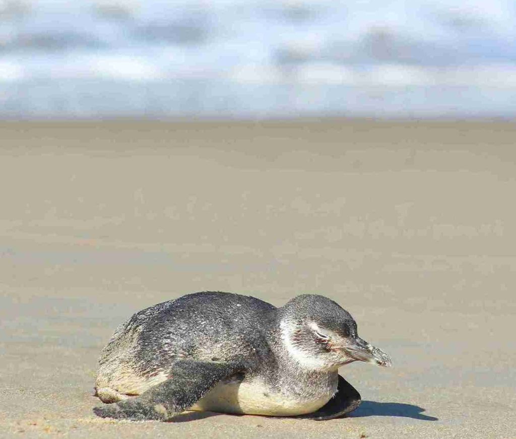 pinguim.jpg