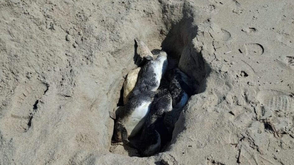 Pinguins-mortos-Foto-PMP-BS-Divulgacao-8-944x531