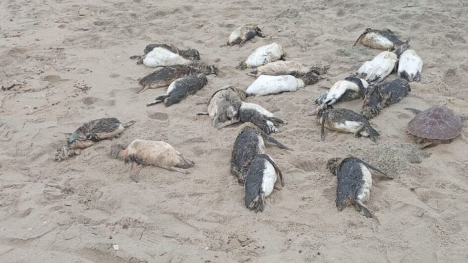 Pinguins-mortos-Foto-PMP-BS-Divulgacao-9-944x531