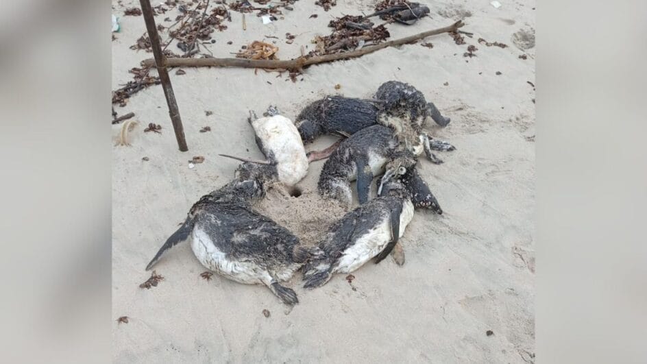 Pinguins-mortos-Foto-PMP-BS-Divulgacao-944x531