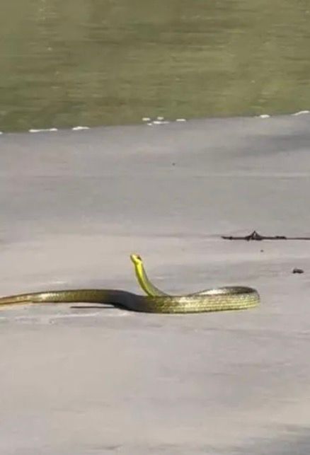 cobra