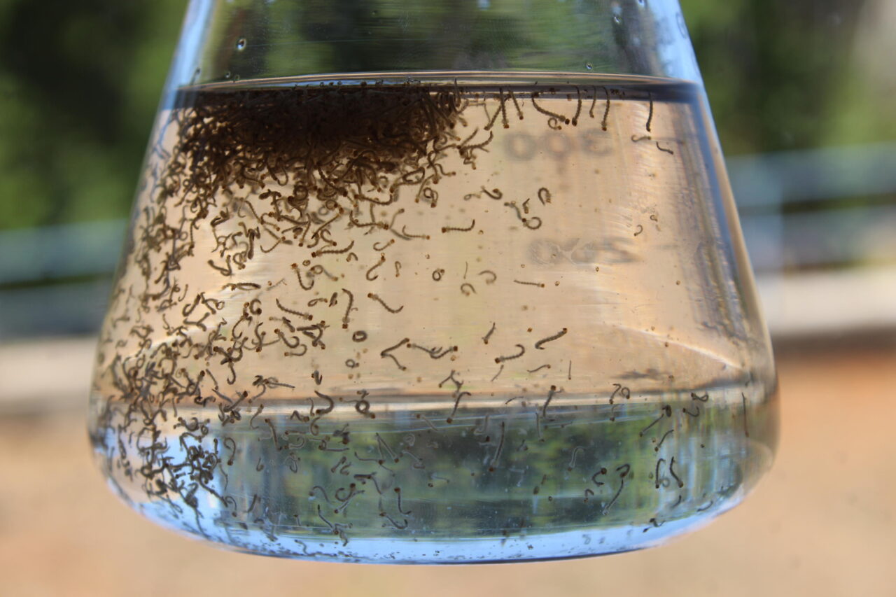 larvas dengue