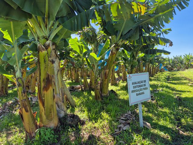 Sistema-de-irrigacao-para-banana