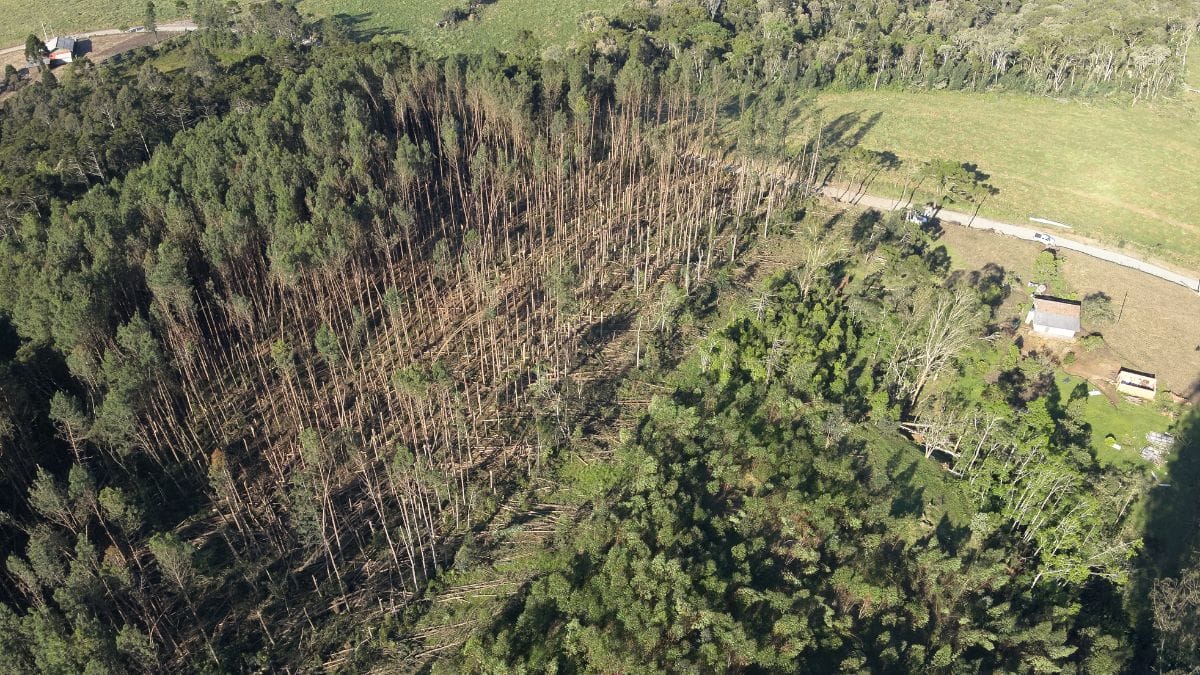 Tempestade-supercelular-com-ventos-de-80-kmh-partiu-arvores-e-causou-destruicao-em-SC-1