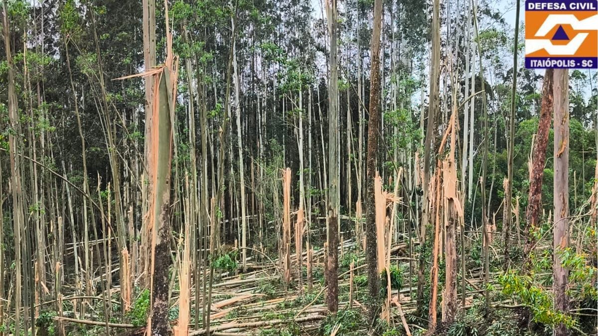 Tempestade-supercelular-com-ventos-de-80-kmh-partiu-arvores-e-causou-destruicao-em-SC-5