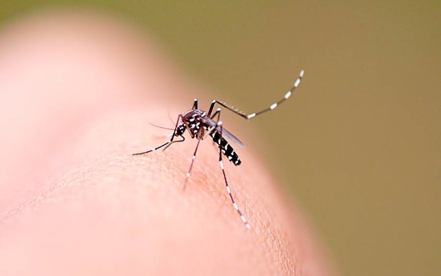 aedes-aegypt-dengue