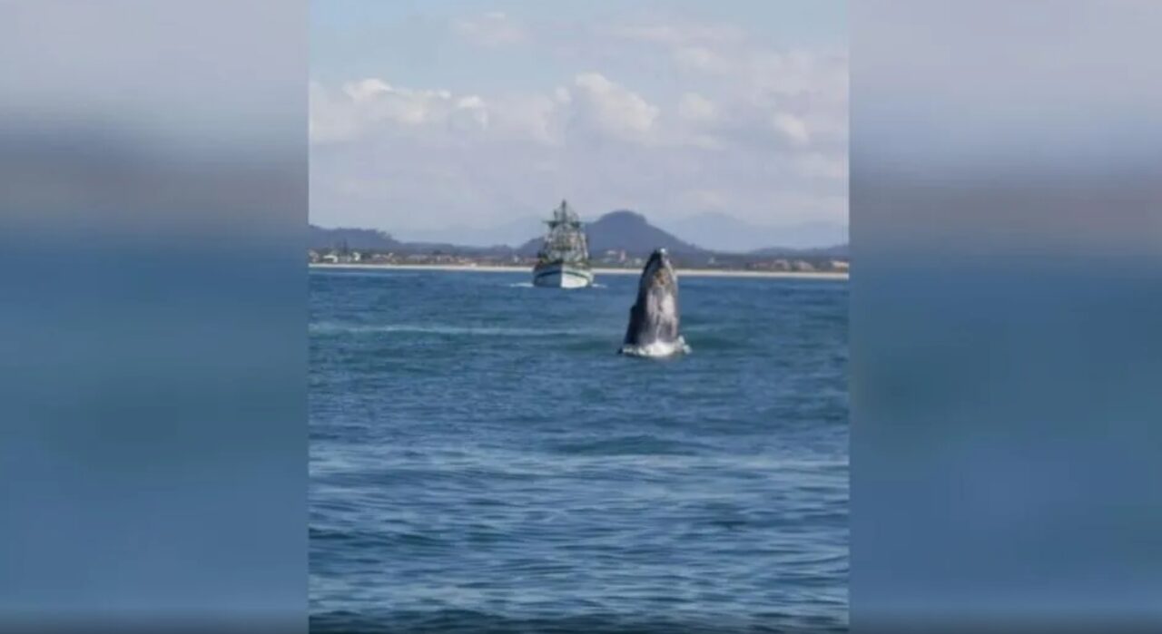 Baleia em São Chico