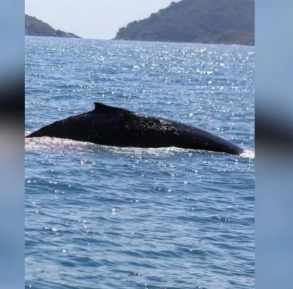 Baleia em São Chico