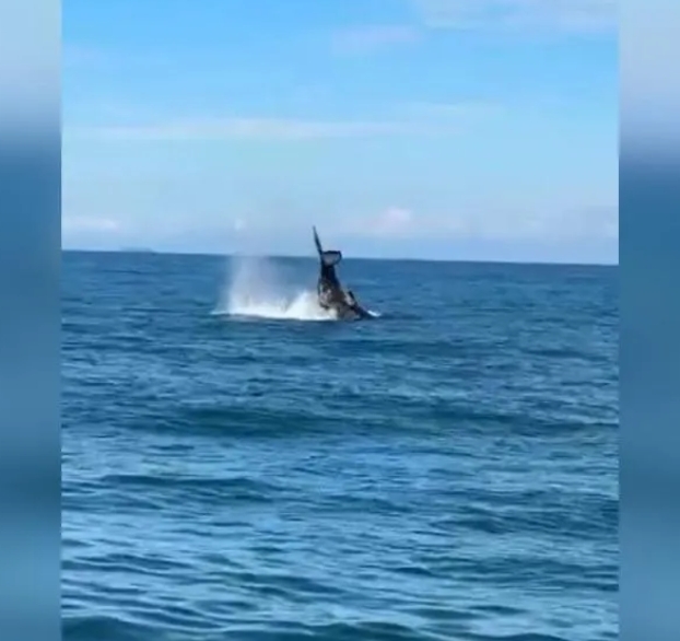 Baleia em São Chico