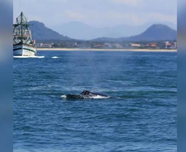 Baleia em São Chico