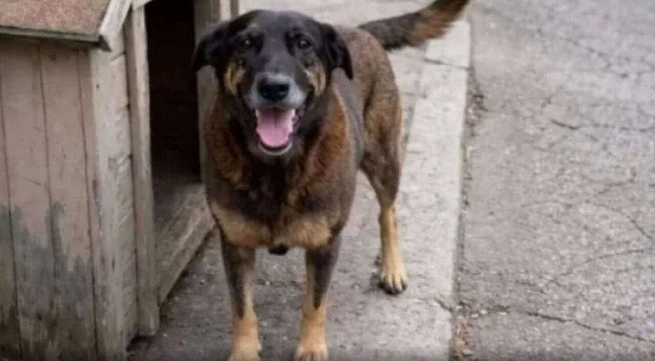 Foto cachorro orelha
