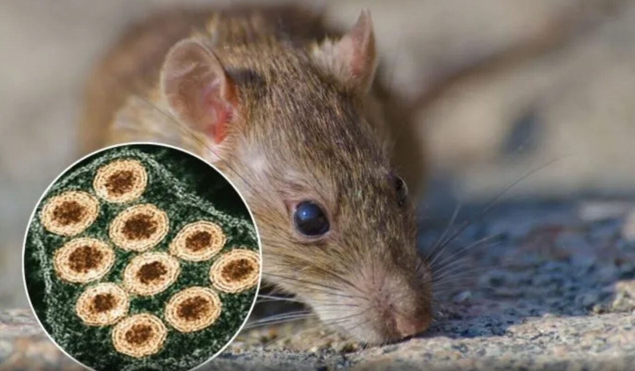 Hantavirus